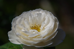 秋の薔薇便りⅡ