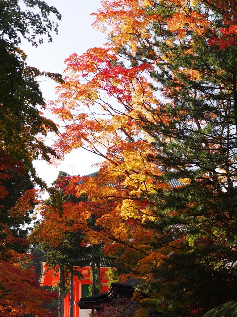 紅葉と根本大塔