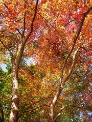 紅葉 彩とりどり2