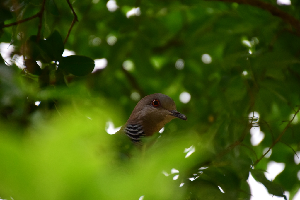 鳩の目