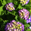 紫陽花いろとりどり4