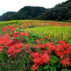 彼岸花2