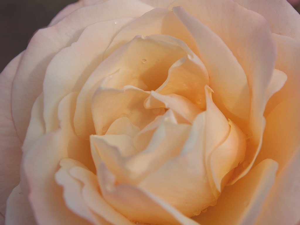 冬の薔薇Ⅱ