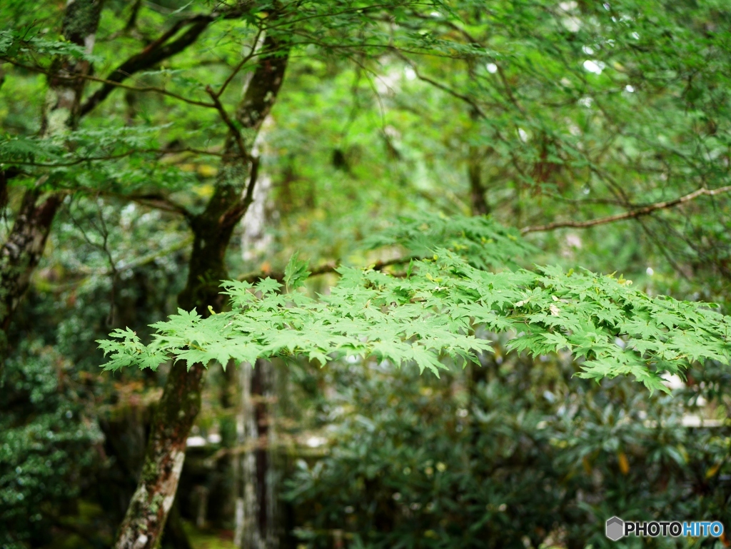紅葉はまだまだ
