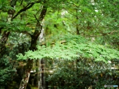 紅葉はまだまだ