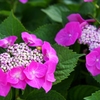 紫陽花いろとりどり1