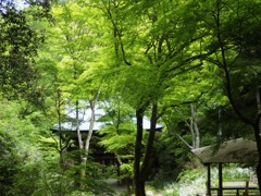 緑の中の山門
