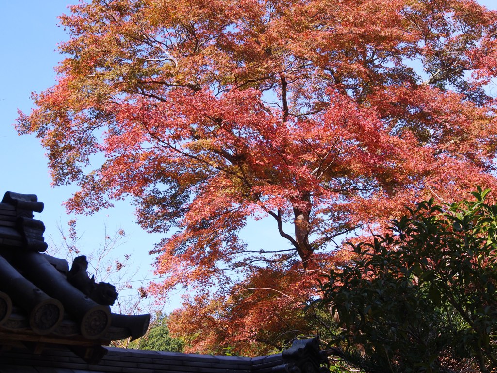 紅葉 彩とりどり4