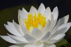 睡蓮2 睡蓮2
