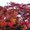 紅1