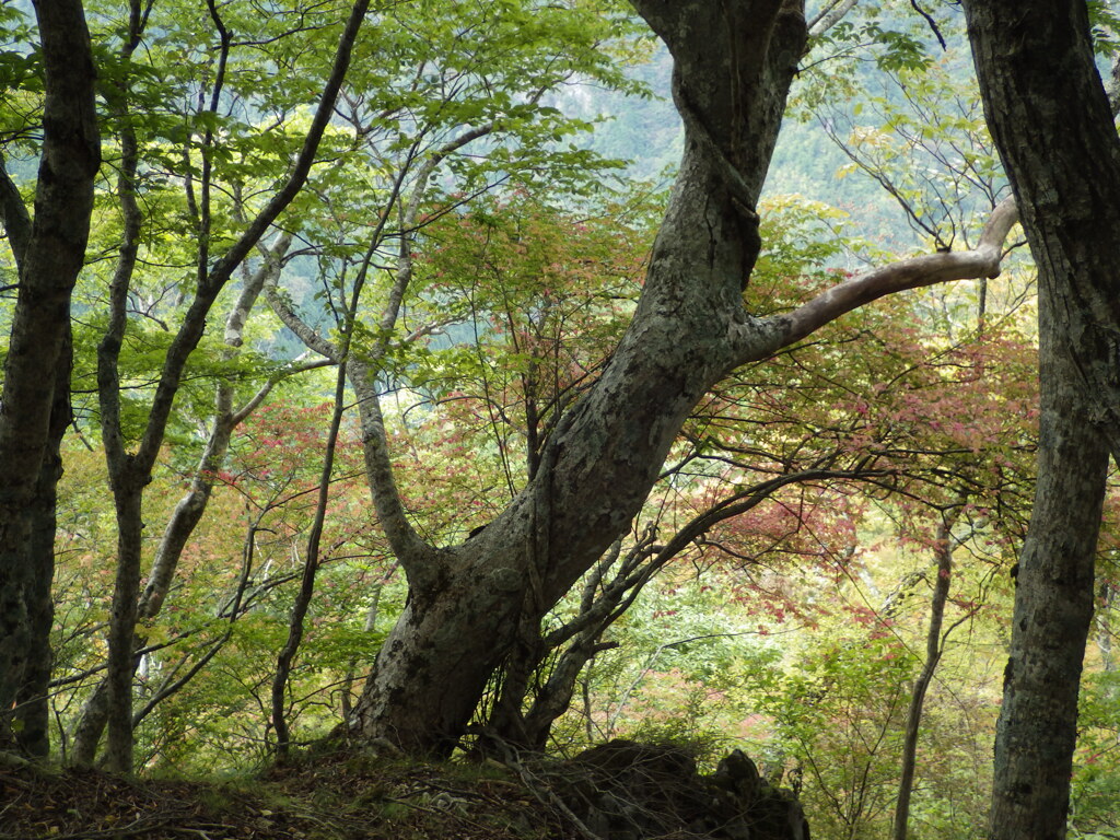 秋の気配