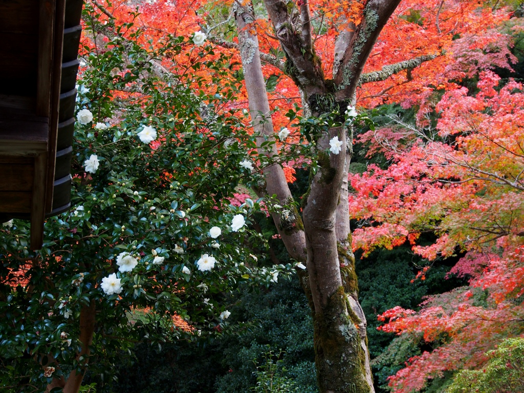 山茶花と紅葉