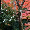 山茶花と紅葉