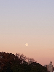明方の月