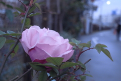 街角の冬薔薇