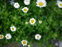 路辺の花#8