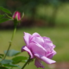 薔薇いろいろ2