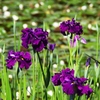 菖蒲5