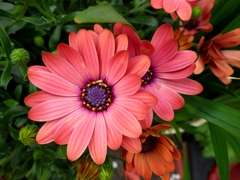 路辺の花#13