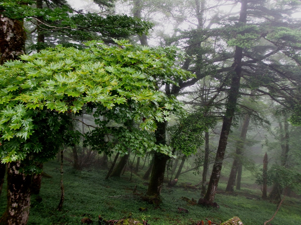 雨の大峰2