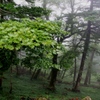 雨の大峰2