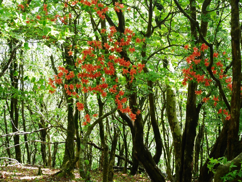 登山道のヤマツツジ