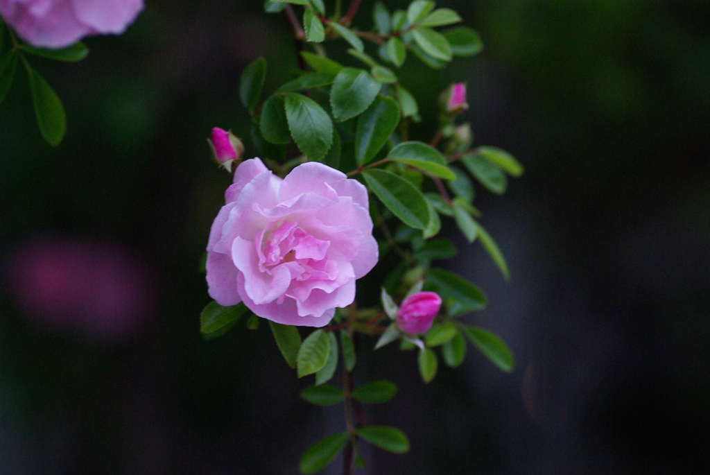 GardenRose1