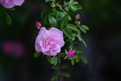GardenRose1