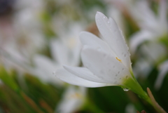 秋雨に濡れて...