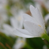 秋雨に濡れて...