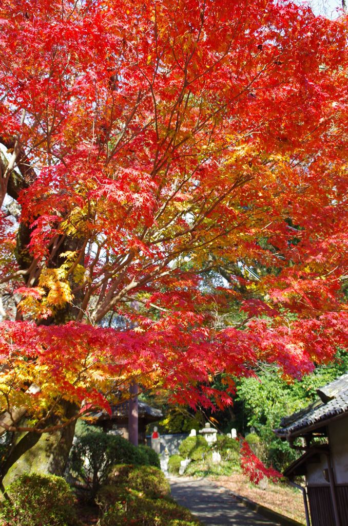 當麻寺紅葉4