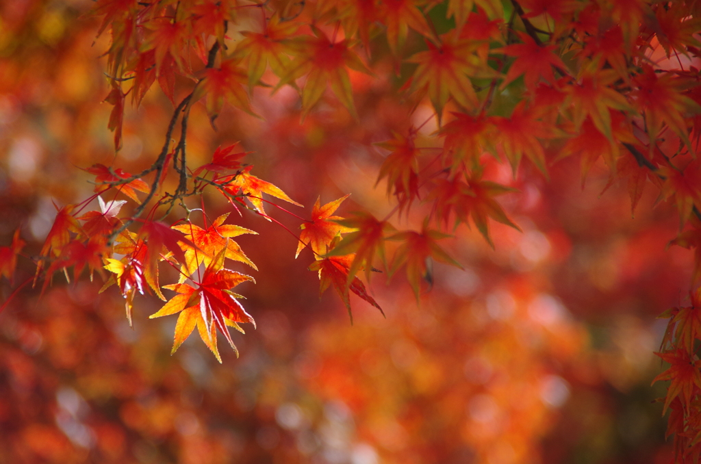 紅葉スポットライト