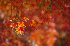 紅葉スポットライト