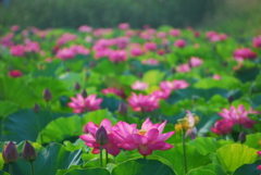 蓮池