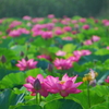蓮池