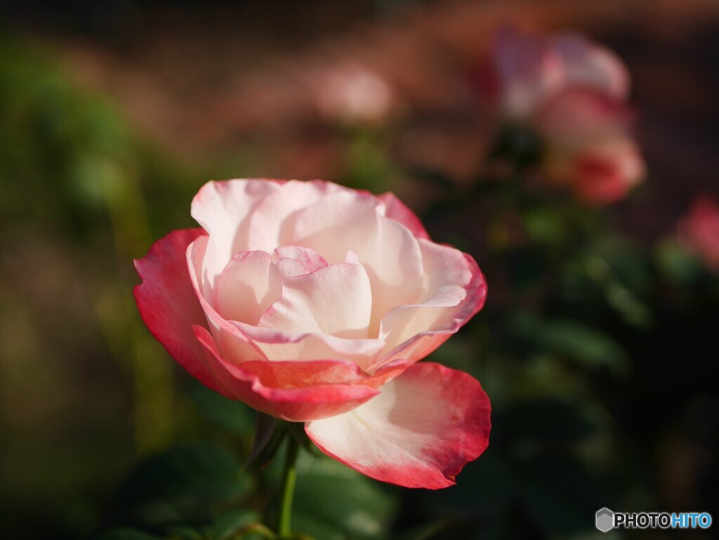 薔薇２