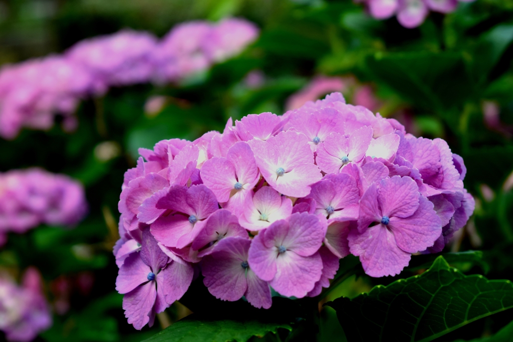 紫陽花Ⅲ