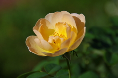 秋の薔薇便りⅠ