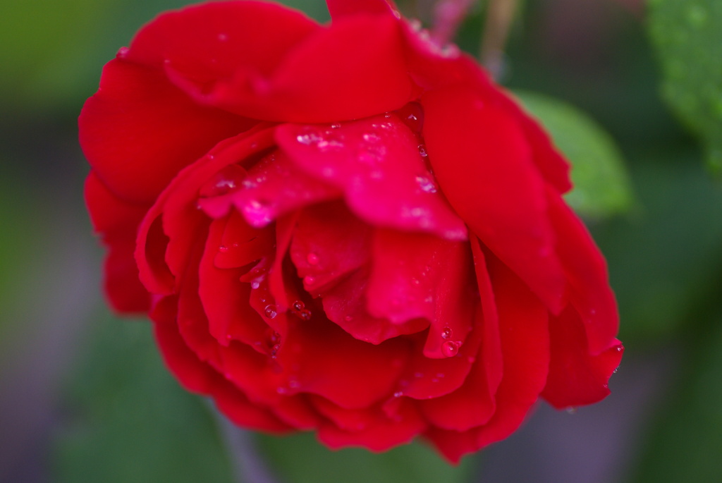 薔薇Ⅰ