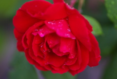 薔薇Ⅰ