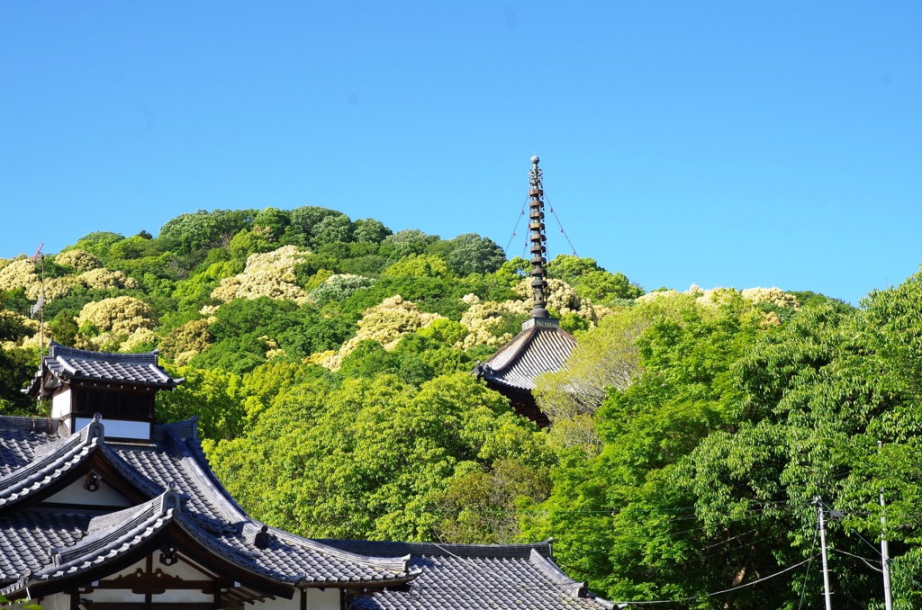 新緑のなかの山寺3