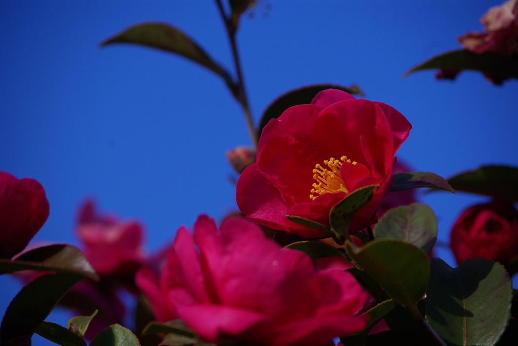 春待つ光のなかで～山茶花～