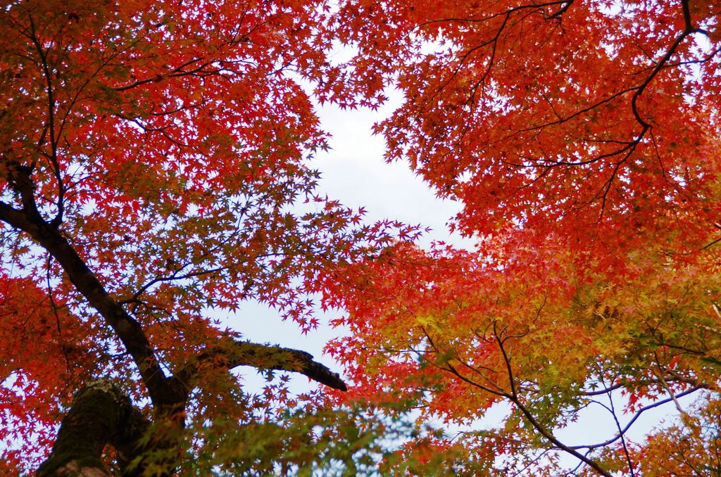 延命寺 紅葉Ⅲ