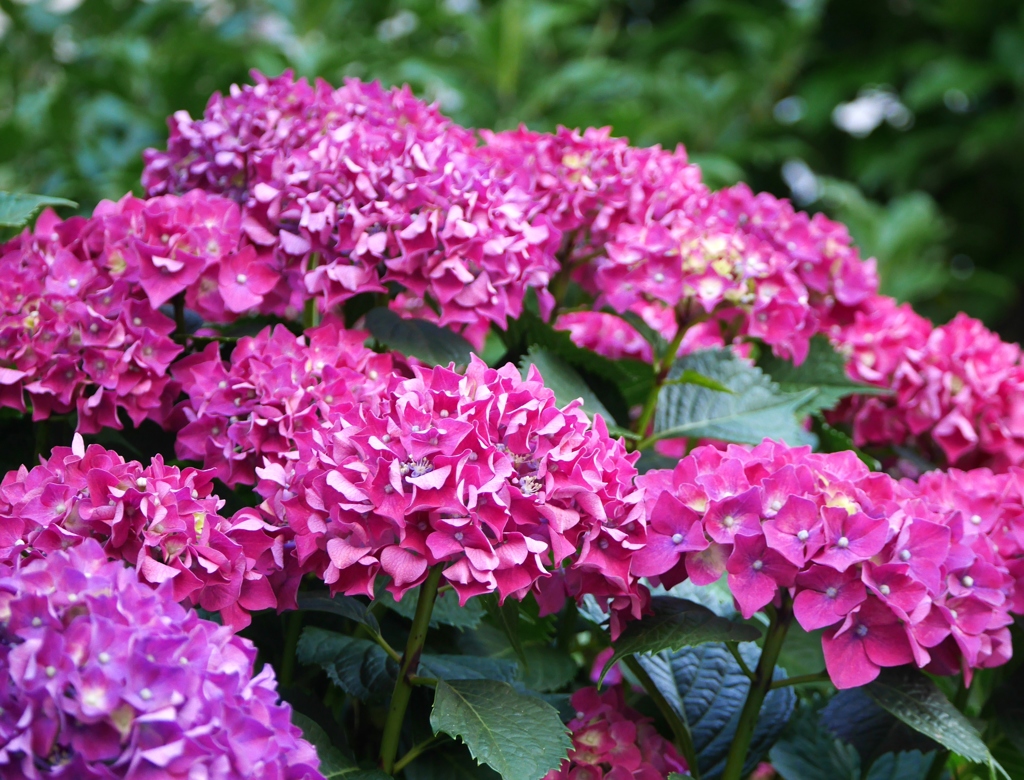 紫陽花1