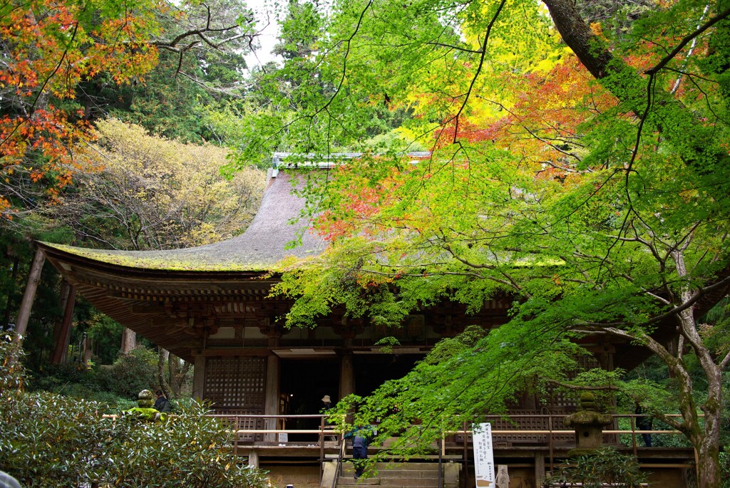 室生寺彩り