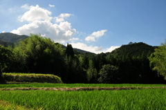 夏の光景