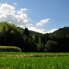 夏の光景
