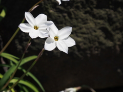 花ニラ 禅寺にて 花ニラ 禅寺にて
