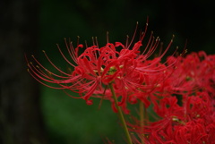 彼岸花1