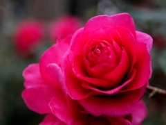 山茶花